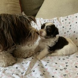 Primrose - Havanese