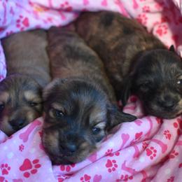 Dachshund puppies from Logan’s Lowriders