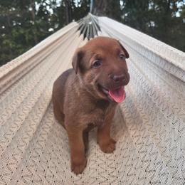 Rapunzel - female Belgian Malinois puppy in Signal Mountain, Tennessee from Torgun Police Dogs