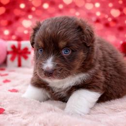 Chococat-1400 - Red tri-color female Australian Shepherd puppy in Star City, Arkansas from Blush & Lace Aussie Co.
