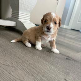 Leonardo - Apricot male Goldendoodle puppy in Brooksville, Florida from Abby’s Standard Goldendoodles