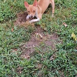 Catahoula Leopard Dog, Cocker Spaniel, Pomeranian, and Teddy Roosevelt Terrier Puppies from Rich Cat’s