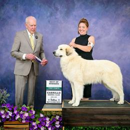 Great Pyrenees puppies from McCarthy Ranchette LLC