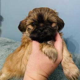 Tank - Black and tan male Shih Tzu puppy in Hawthorne, Florida from Simply Southern Shihtzus