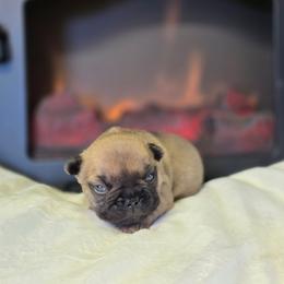 Fawn boy - Fawn male French Bulldog puppy in Polk City, Florida from Best Friend Frenchies, LLC
