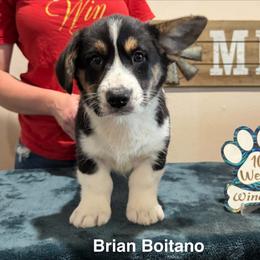 Brian Boitono - Black and white male Cardigan Welsh Corgi puppy in Cumby, Texas from Windmill Cardigan Welsh Corgis and German Shepherds