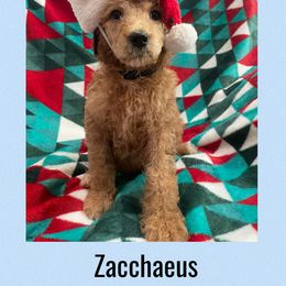 Zacchaeus AKC - Red  male Poodle puppy in Harrisburg, Arkansas from Ransone’s Ridge Runners Poodles and Doodles