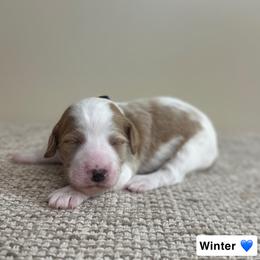 Winter - Parti male Goldendoodle puppy in Crothersville, Indiana from Wischmeier’s Doodles