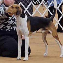 American Foxhounds from Katlynn Carlton