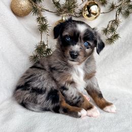 Pine - Blue merle male Miniature American Shepherd puppy in Idaho Falls, Idaho from Sugartop Minis