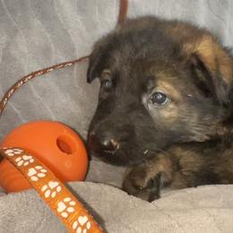 Romeo (brown collar) - Sable male German Shepherd puppy in Winterport, Maine from Vom Stevens Old Fashioned German Shepherds