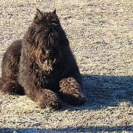 Bouvier des Flandres from Black Bears Critters