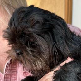 Sissy in - Brindle female Shih Tzu puppy in Victorville, California from Precioustzus