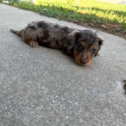 AKC Chocolate and Tan Dapple - Dapple male Dachshund puppy in Lehigh Acres, Florida from Ruby Rose Dachshund Dynasty