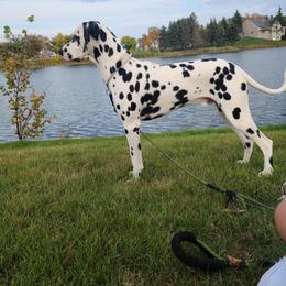 Dalmatian All Grown Up from Rosais Acres LLC