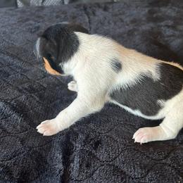 Gypsy Rose - White black and tan female Rat Terrier puppy in Canandaguia, New York from Mary ann Whipple's Old Dominion Terriers