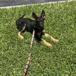 Prayer - German Shepherd