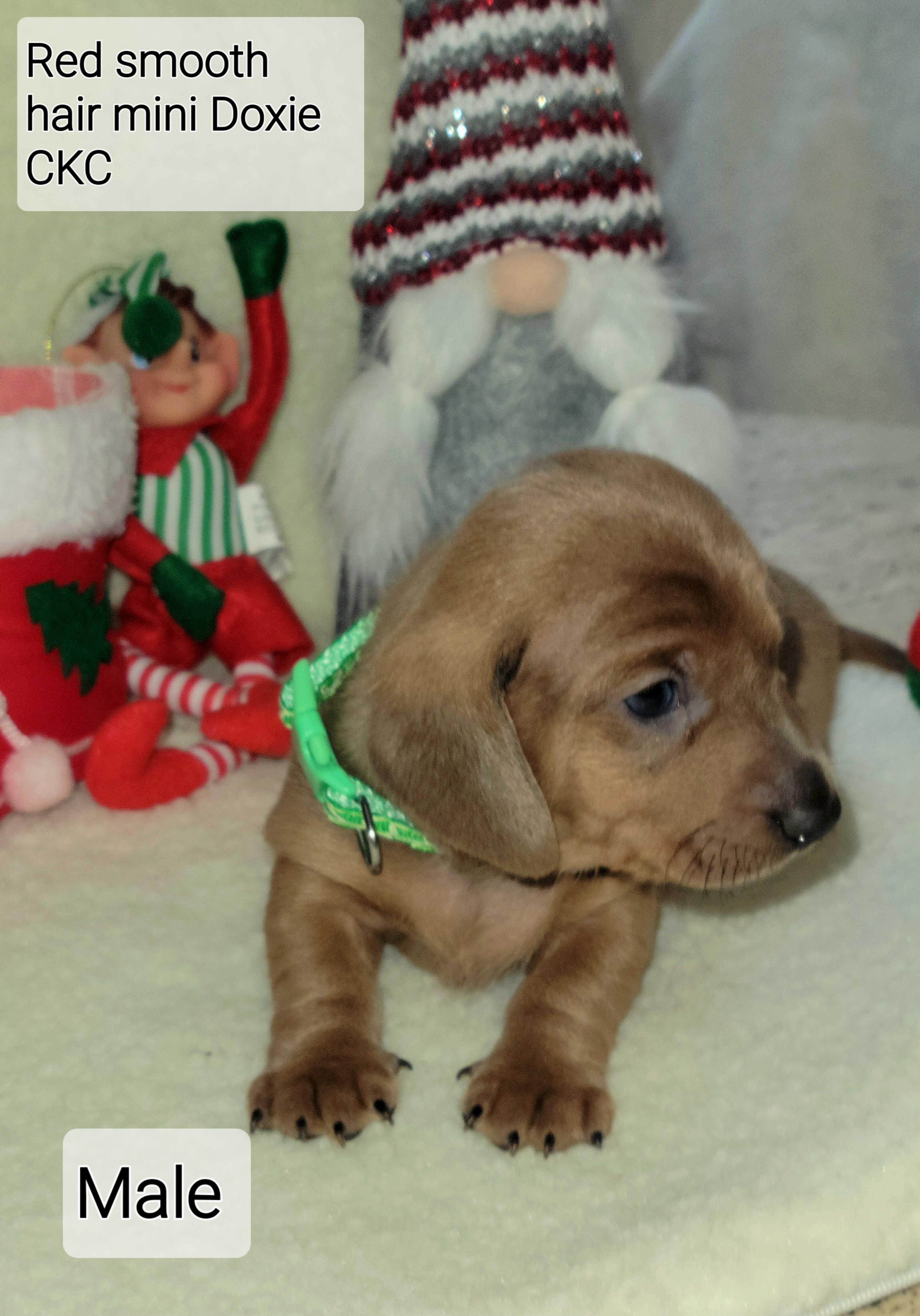 Dachshund Puppies from Evie's Mini Smooth Doxie Ranch