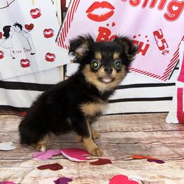 Gus - Black and tan male Chihuahua puppy in Palmyra, Indiana from Country Star Chihuahuas