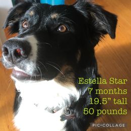 Australian Shepherd All Grown Up from K & R Australian Shepherds