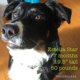 Australian Shepherd All Grown Up from K & R Australian Shepherds