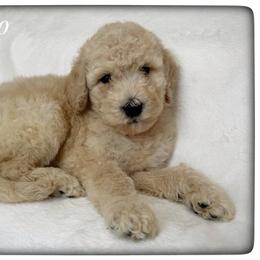 Apollo - Cream male Labradoodle puppy in Mission, Texas from Sharyland Pets