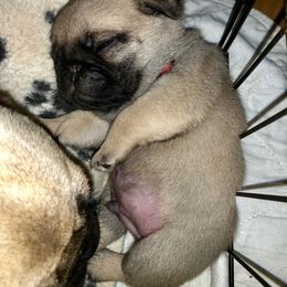 Pug Puppies from Dixie Pugs of Tn