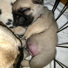 Pug Puppies from Dixie Pugs of Tn