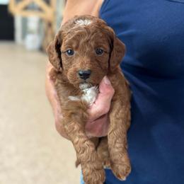 Dunkaroo - Red  female Goldendoodle puppy in Wharton, Texas from Little Fur Friends