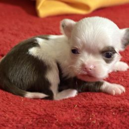 3250 TINY chocolate white longcoat boy - Chocolate and white male Chihuahua puppy in Strawberry, Arkansas from Strawberry River Chihuahuas