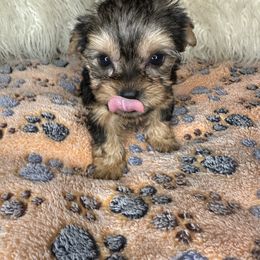 Yorkshire Terrier Puppies from Southern Yorkies by Trisha