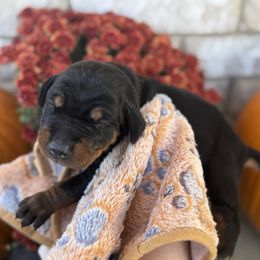 Draco - Black and rust male Doberman Pinscher puppy in Mason, Texas from Hill Country Family Dobermans