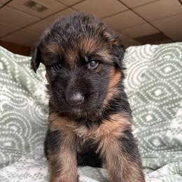 Cola - Black and red male German Shepherd puppy in Coplay, Pennsylvania from By My Side Germans Shepherds & Dobermans