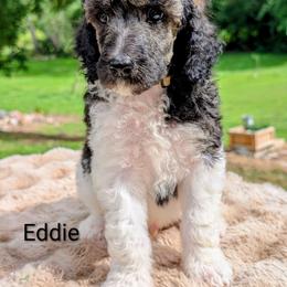 Eddie - Parti male Poodle puppy in Canton, South Dakota from Van Der Poodles