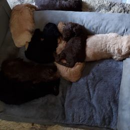 Poodle Puppies from Polly Wally Doodles and Poodles