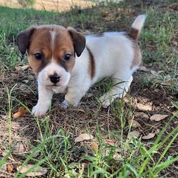 Russell Terriers from Bar Rafter C Shorty Jacks
