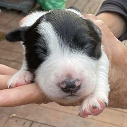Cow One - Black and white female Border Collie puppy in Medford, Oregon from Pioneer Valley Border Collies
