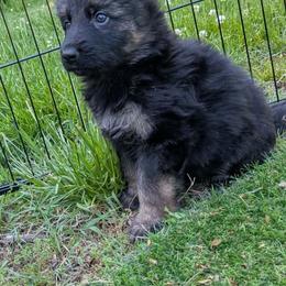 No collar female - Black and red female German Shepherd puppy in Garrett, Indiana from Devil-Dog Shepherds