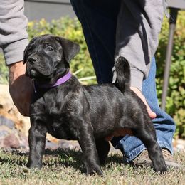 Purple Collar - Tiger female Perro de Presa Canario puppy in Pocahontas, Illinois from Cabeza Grande Kennel