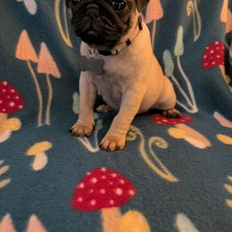 Pug Puppies from Lisa's Pugalicious Pugs