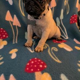 Pug Puppies from Lisa's Pugalicious Pugs