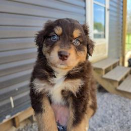 Otter - Red tri-color male Australian Shepherd puppy in London, Kentucky from Kenmont Kennels