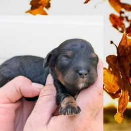 Autumn - Black and tan female Cavapoo puppy in Coshocton, Ohio from Forever Family Puppies