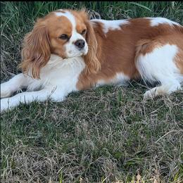 Bailey - Cavalier King Charles Spaniel