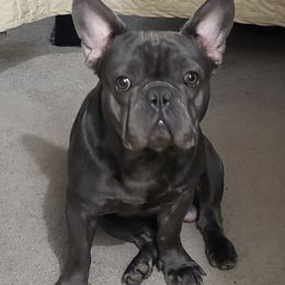 French Bulldog All Grown Up from Fetching Frenchies of SWFL