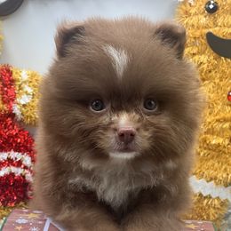 Cassius - Chocolate male Pomeranian puppy in Brentwood, California from Royalpawpoms