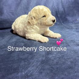 Strawberry Shortcake - Apricot female Goldendoodle puppy in Repton, Alabama from Hopkins Doodle Pups