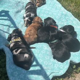 Dachshund Puppies from Royalty Grove Dachshunds