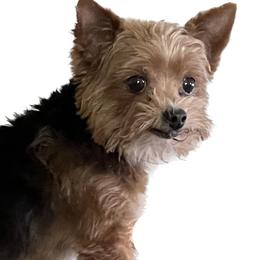 Beau - Yorkshire Terrier