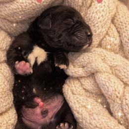 Ace - Black male Labrador Retriever puppy in Amery, Wisconsin from Cornerstone Retrievers